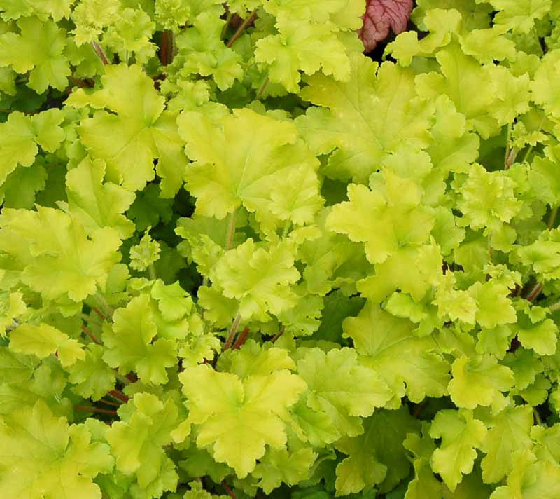 Coral Bells 'Lime Marmalade'