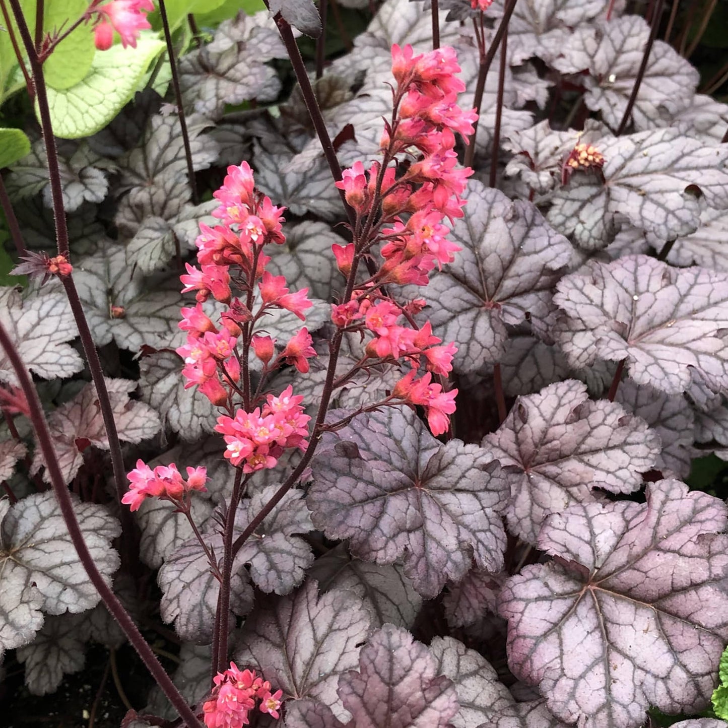 Coral Bells 'Timeless Treasure'