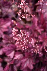 Coral Bells 'Wild Rose'