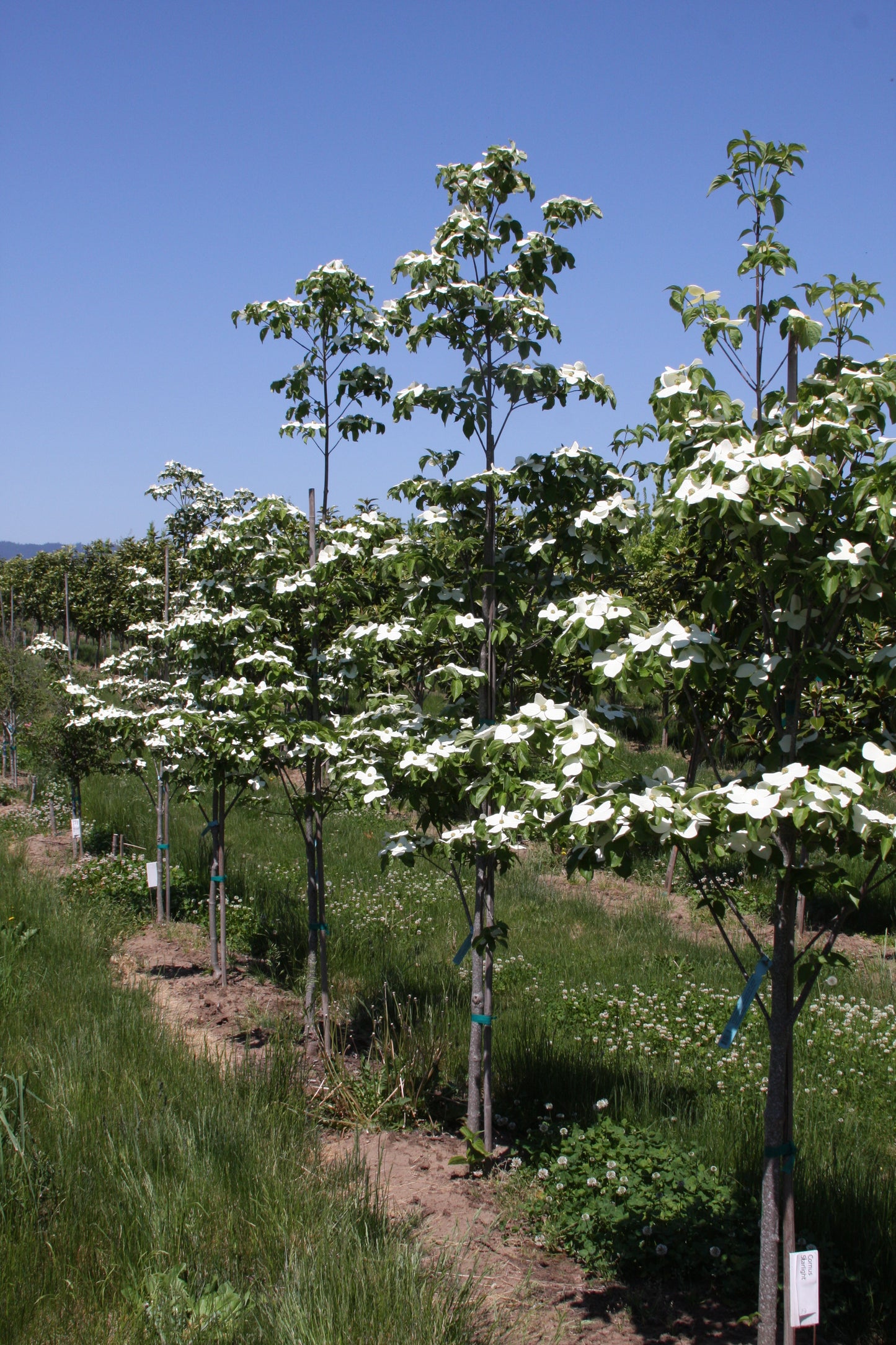 Dogwood Startlight