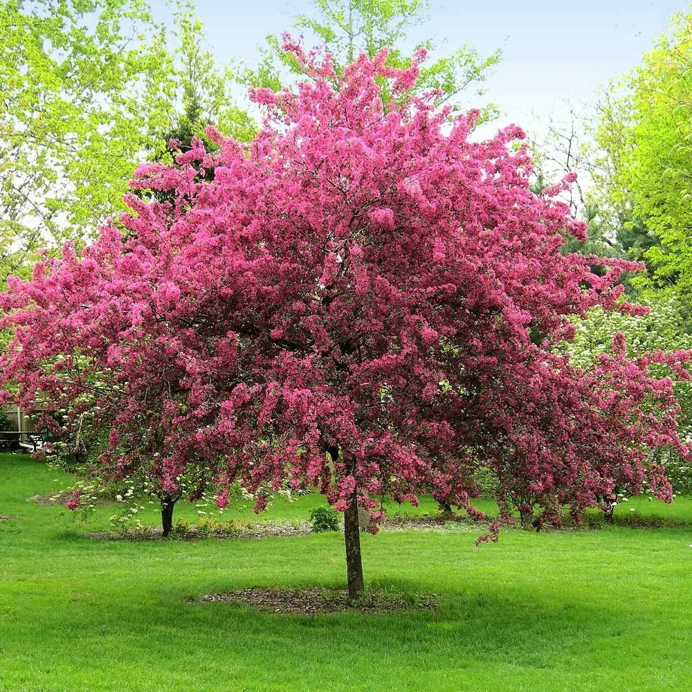 Crabapple
