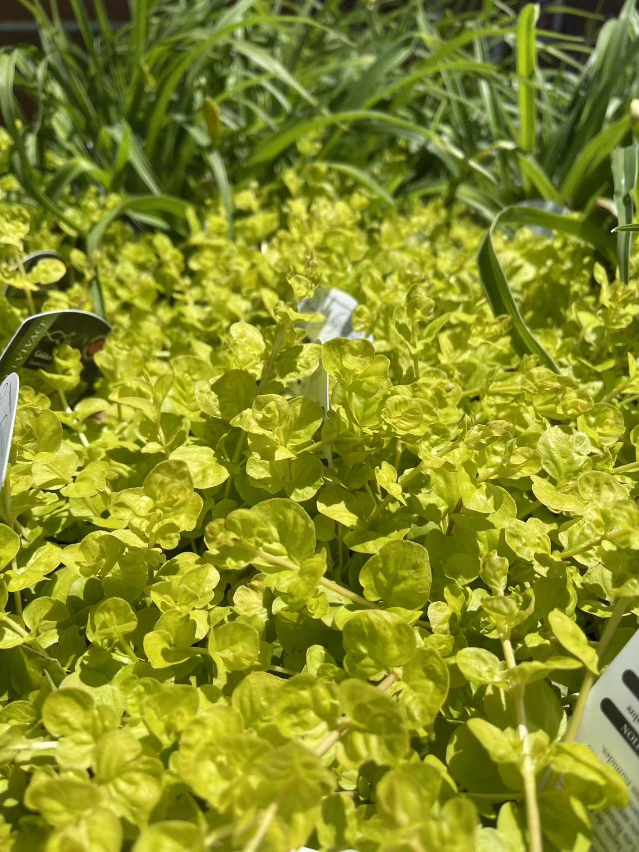 Creeping Jenny