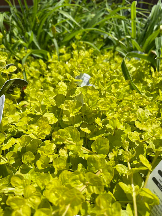 Creeping Jenny