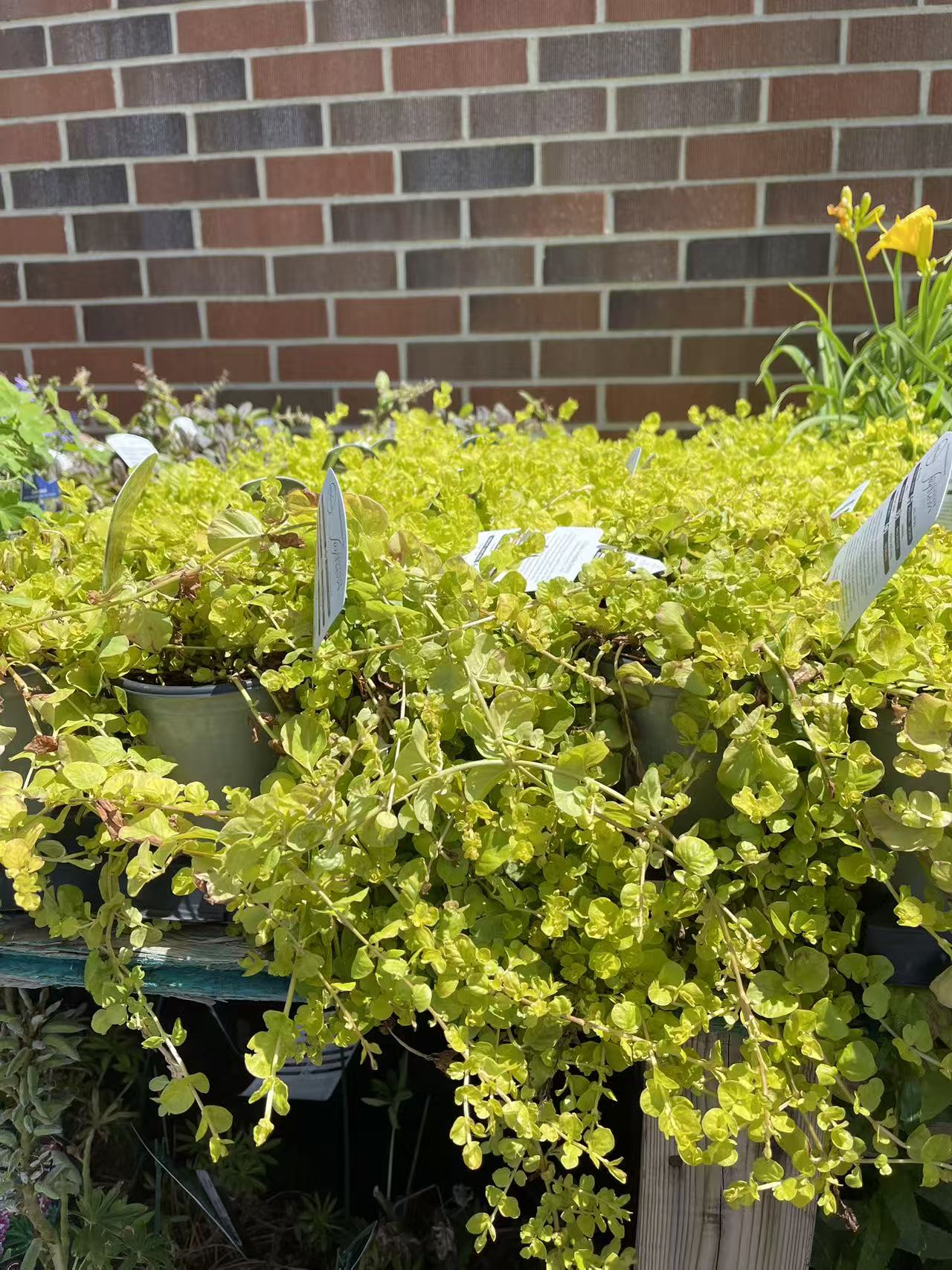Creeping Jenny