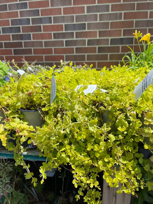 Creeping Jenny