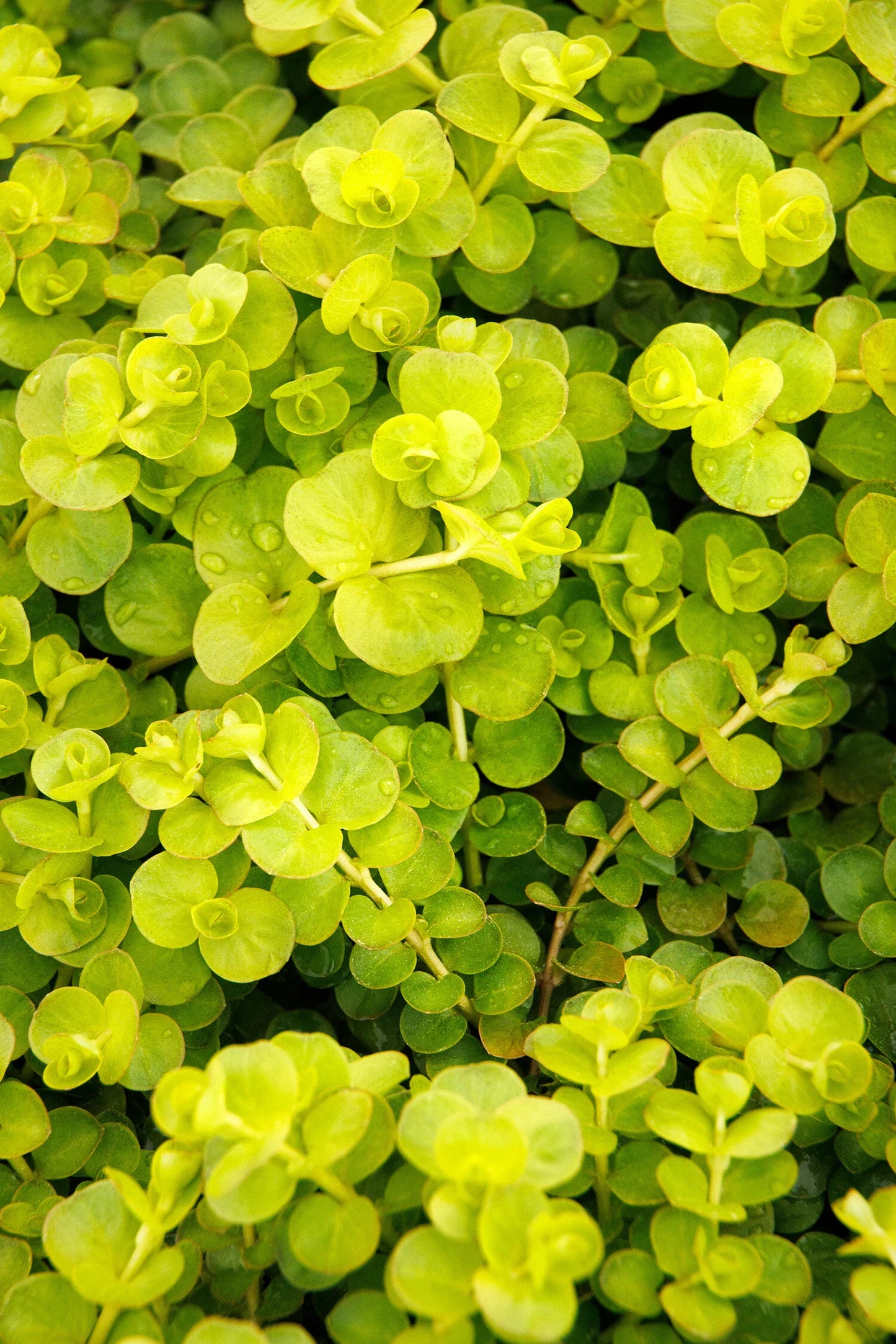 Creeping Jenny