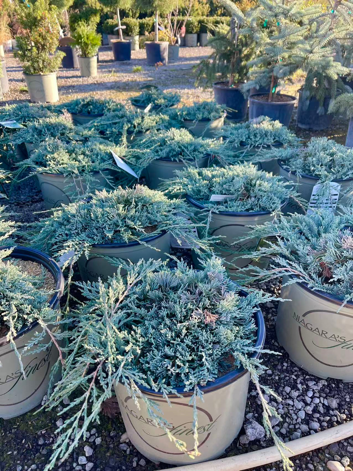 Creeping Juniper ‘Icee Blue’