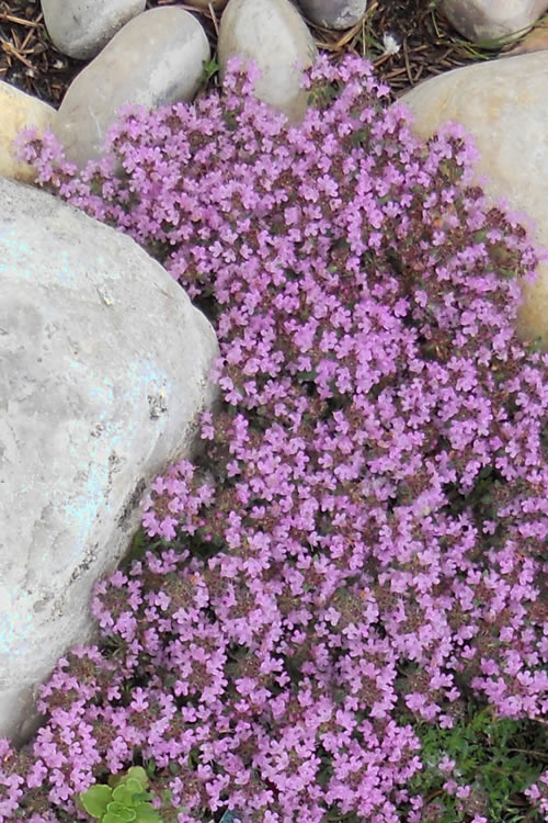 Creeping Thymus 'English Thyme'