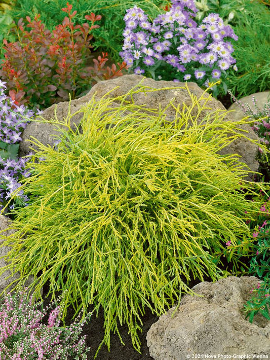Cypress Sungold