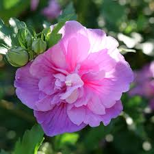 Rose of Sharon Dark Lavender Chiffon