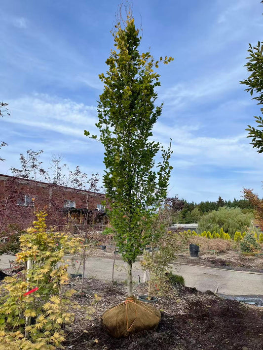 Dawyck gold pyramidal beech