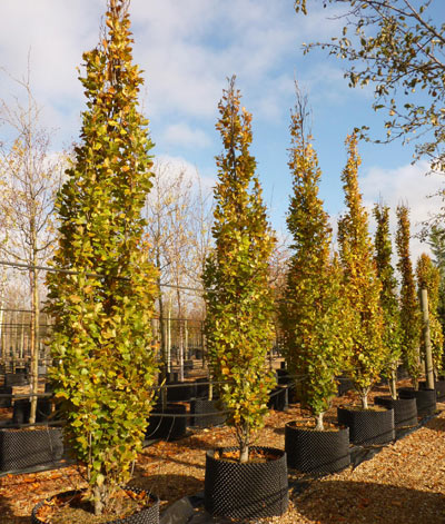 Dawyck gold pyramidal beech