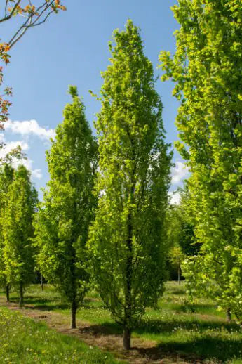 Dawyck green pyramidal beech