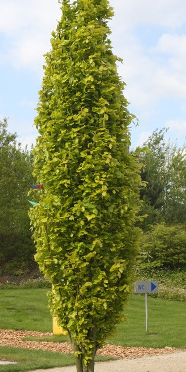 Dawyck green pyramidal beech