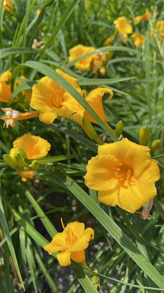 Daylily Stella D'oro