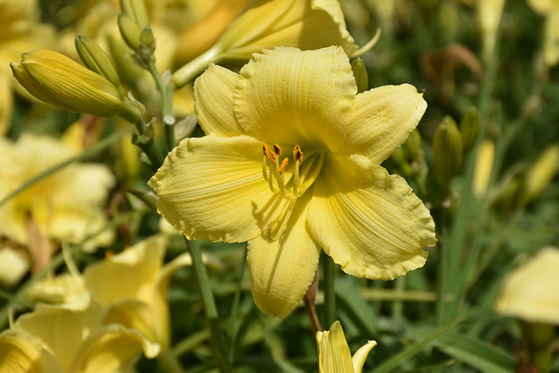 Daylily Stella Supreme