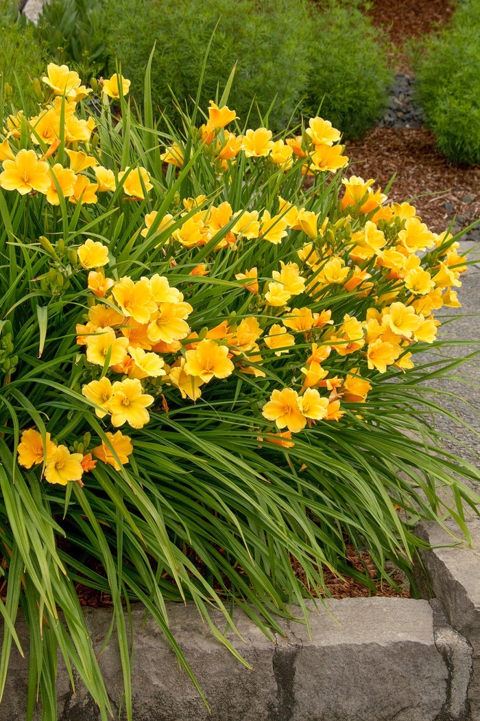 Daylily Stella Supreme