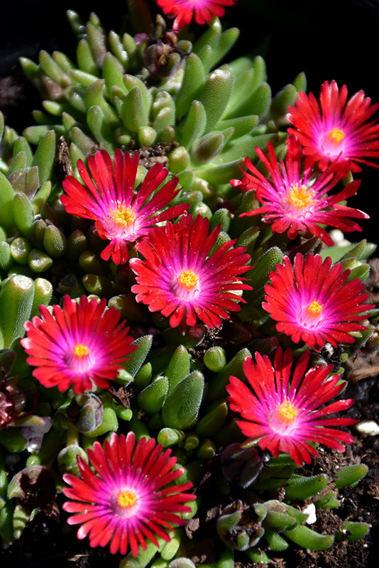 Ice Plant 'Jewel of Desert Amethyst'