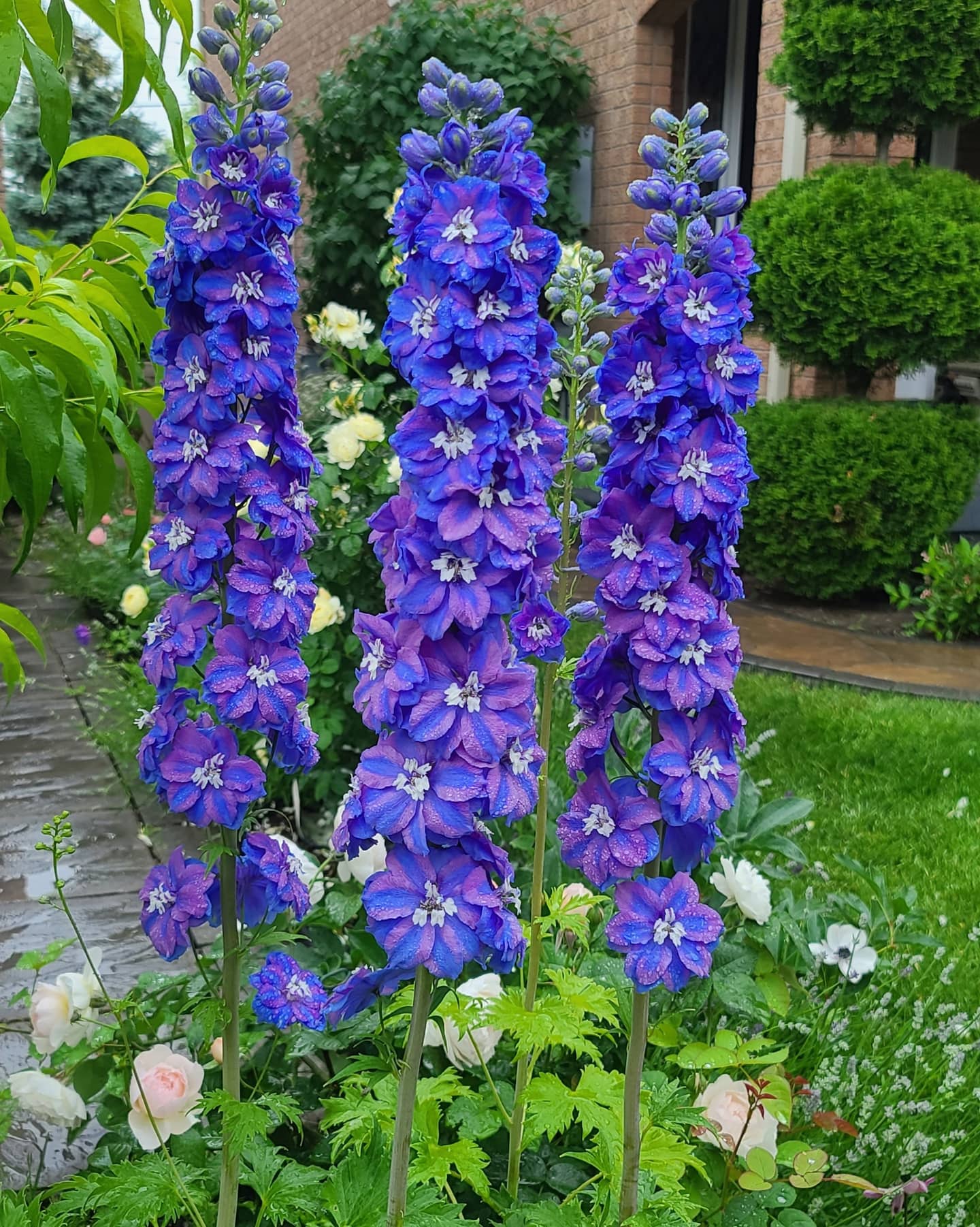 Shrubs & Flowers Toronto – Page 4 – zforcefarm