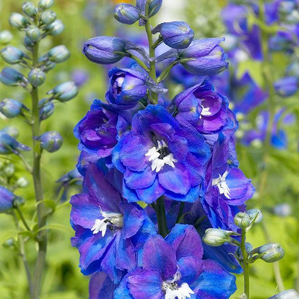 Delphinium 'Guardian Blue'
