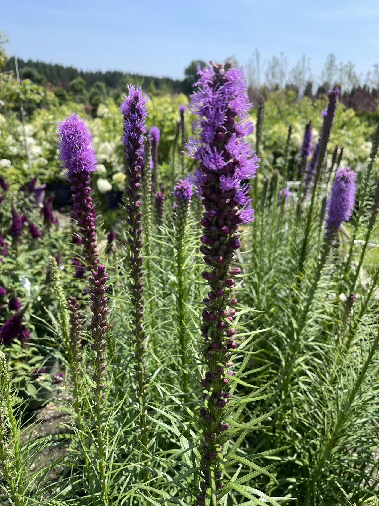 Dense Blazing Star
