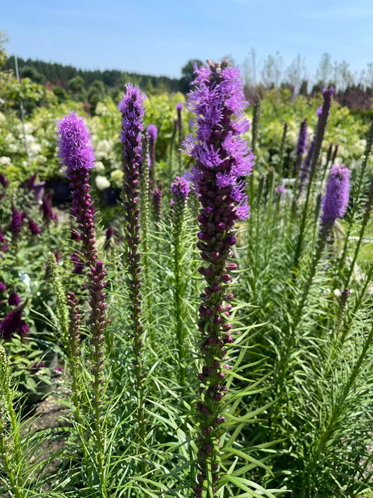 Dense Blazing Star
