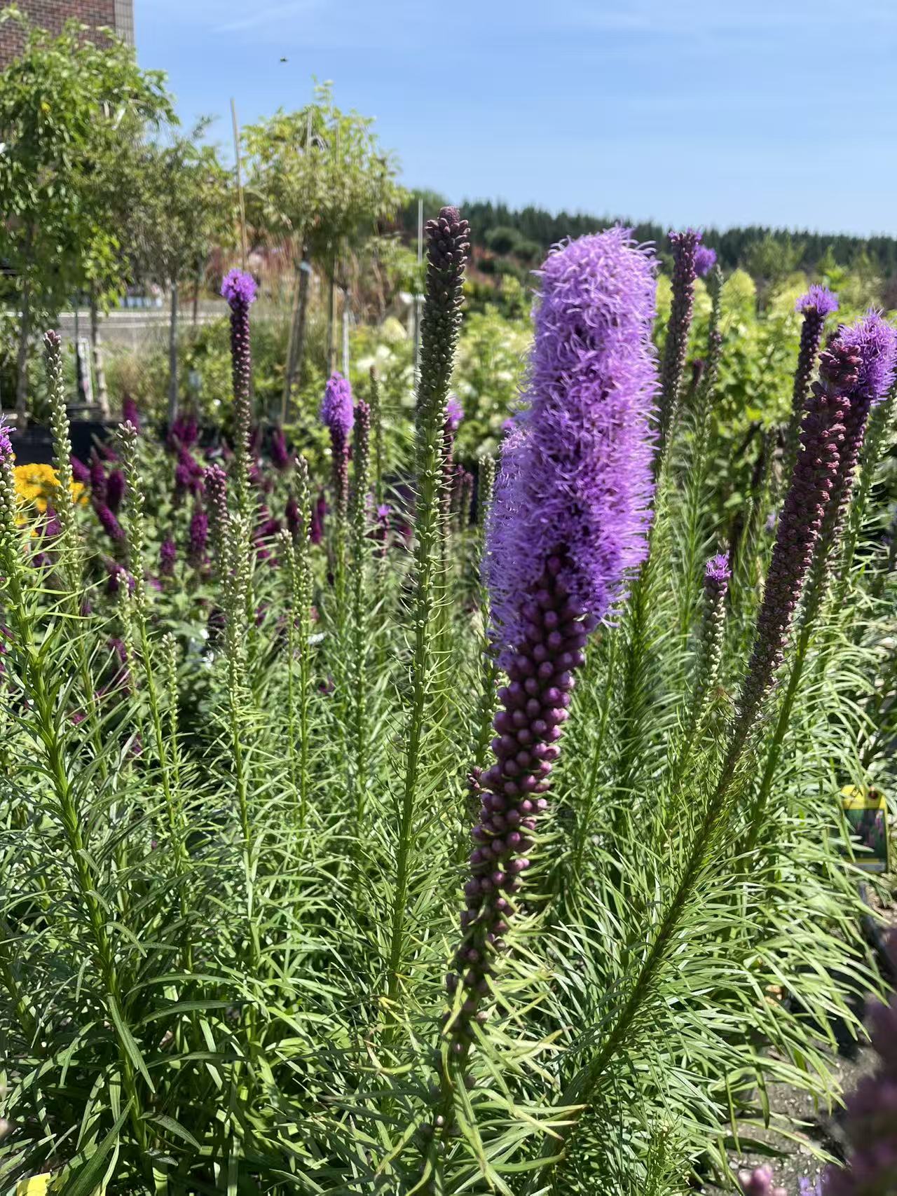 Dense Blazing Star