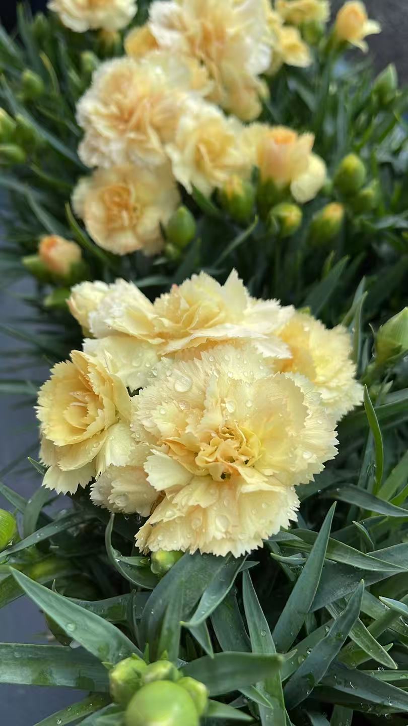 Dianthus Sunflor® Amber