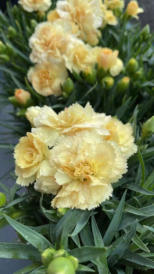 Dianthus Sunflor® Amber