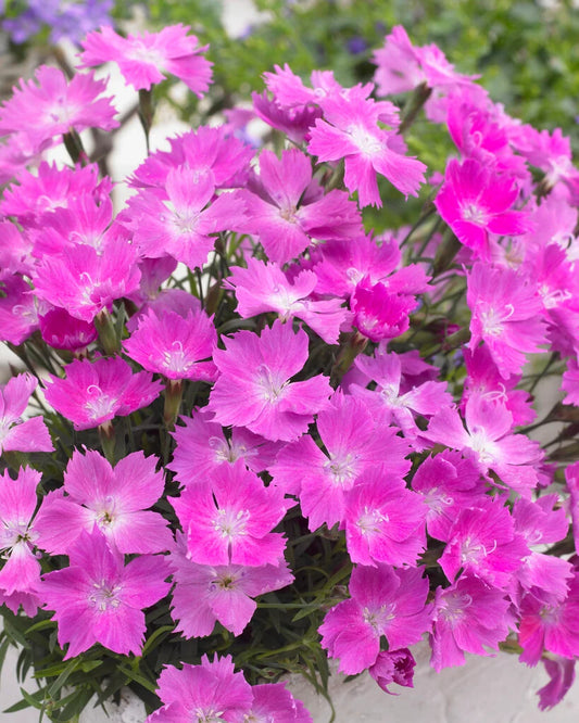 Dianthus 'Beauties Kahori Pink'