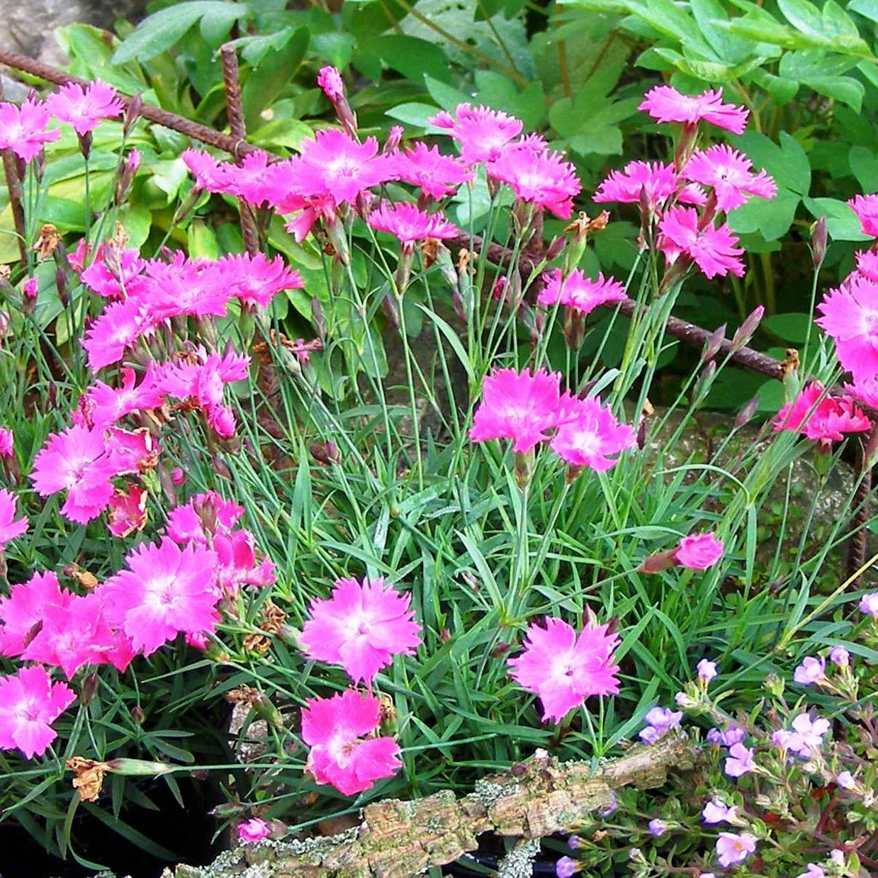 Dianthus 'Beauties Kahori Pink'