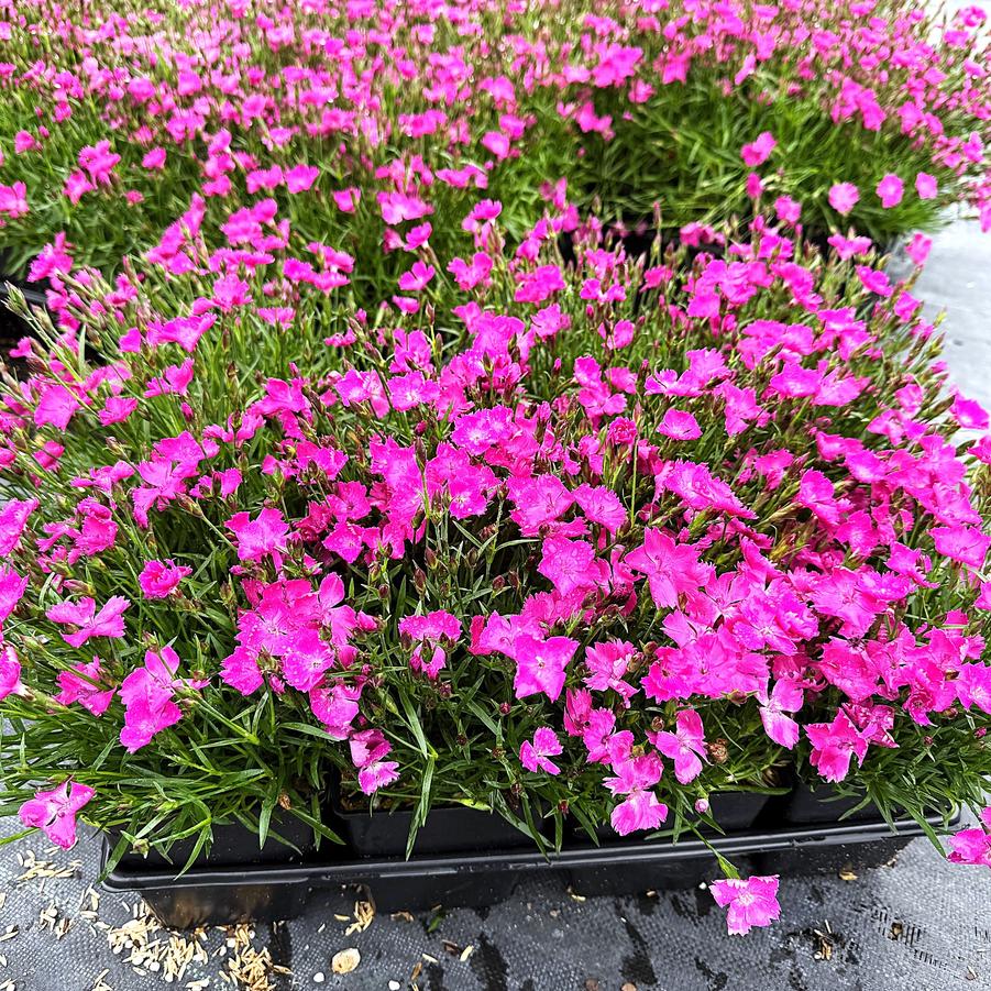 Dianthus 'Beauties Kahori' – zforcefarm