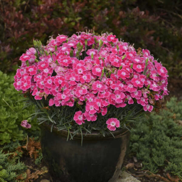 Dianthus 'Lip Gloss'