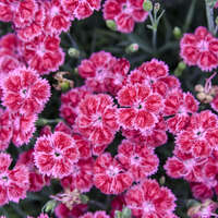 Dianthus 'Lip Gloss'
