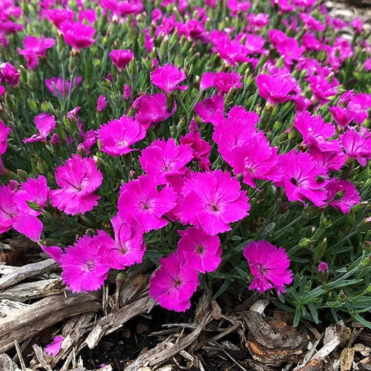 Dianthus 'Paint the Town Fuchsia' PW