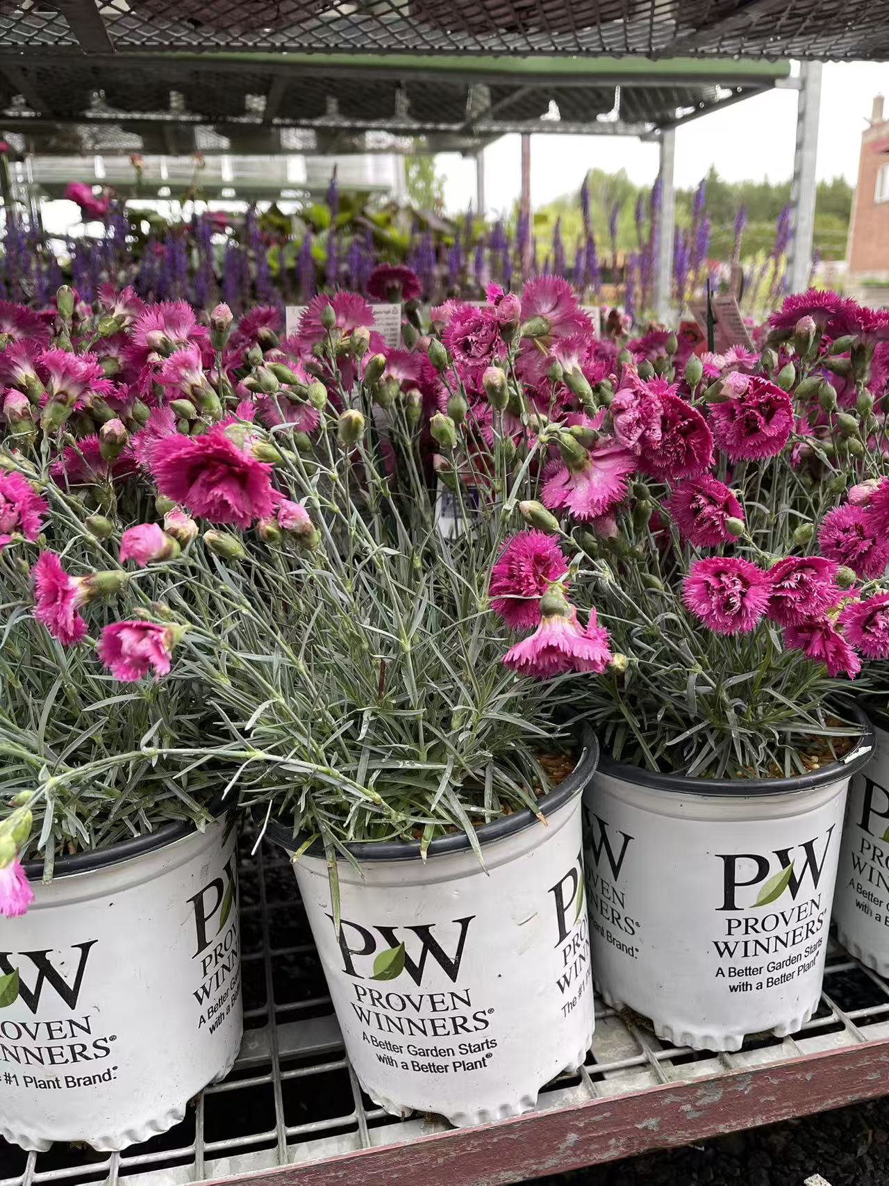 Dianthus 'Spiked Punch'