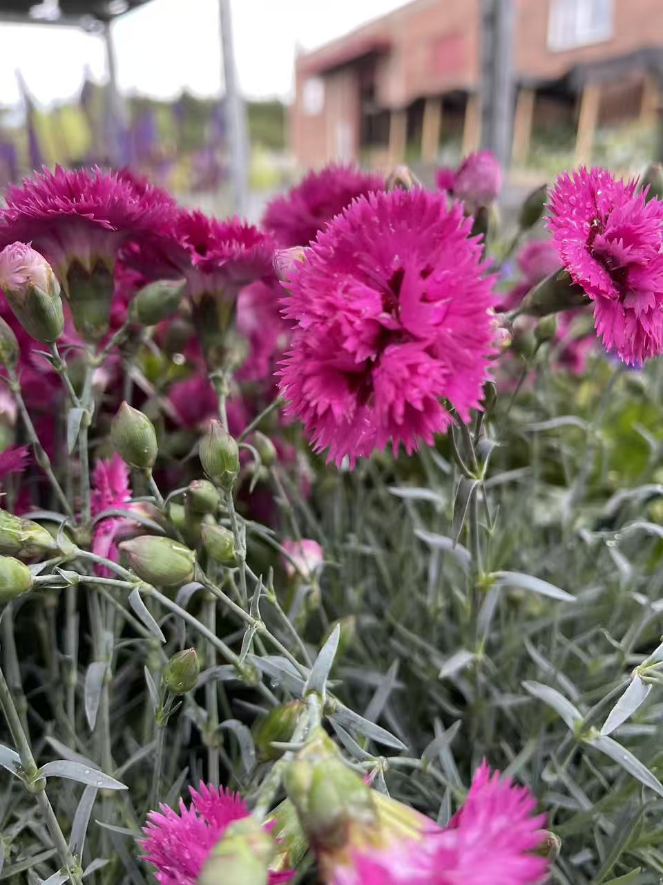 Dianthus 'Spiked Punch'