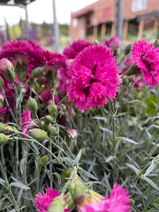 Dianthus 'Spiked Punch'