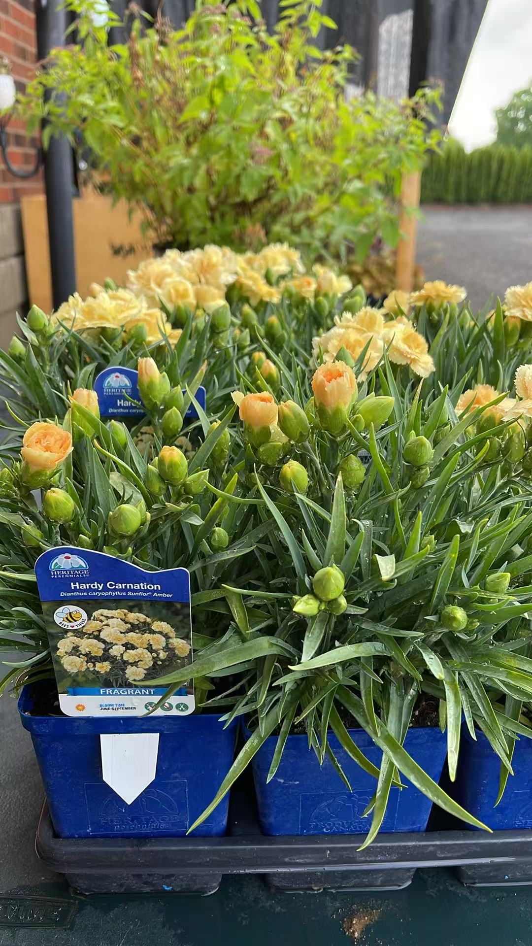 Dianthus Sunflor® Amber