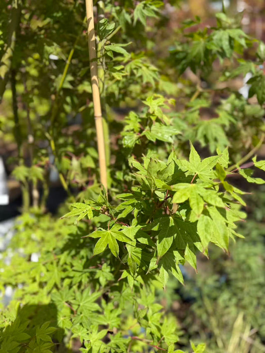 Acer palmatum Diva