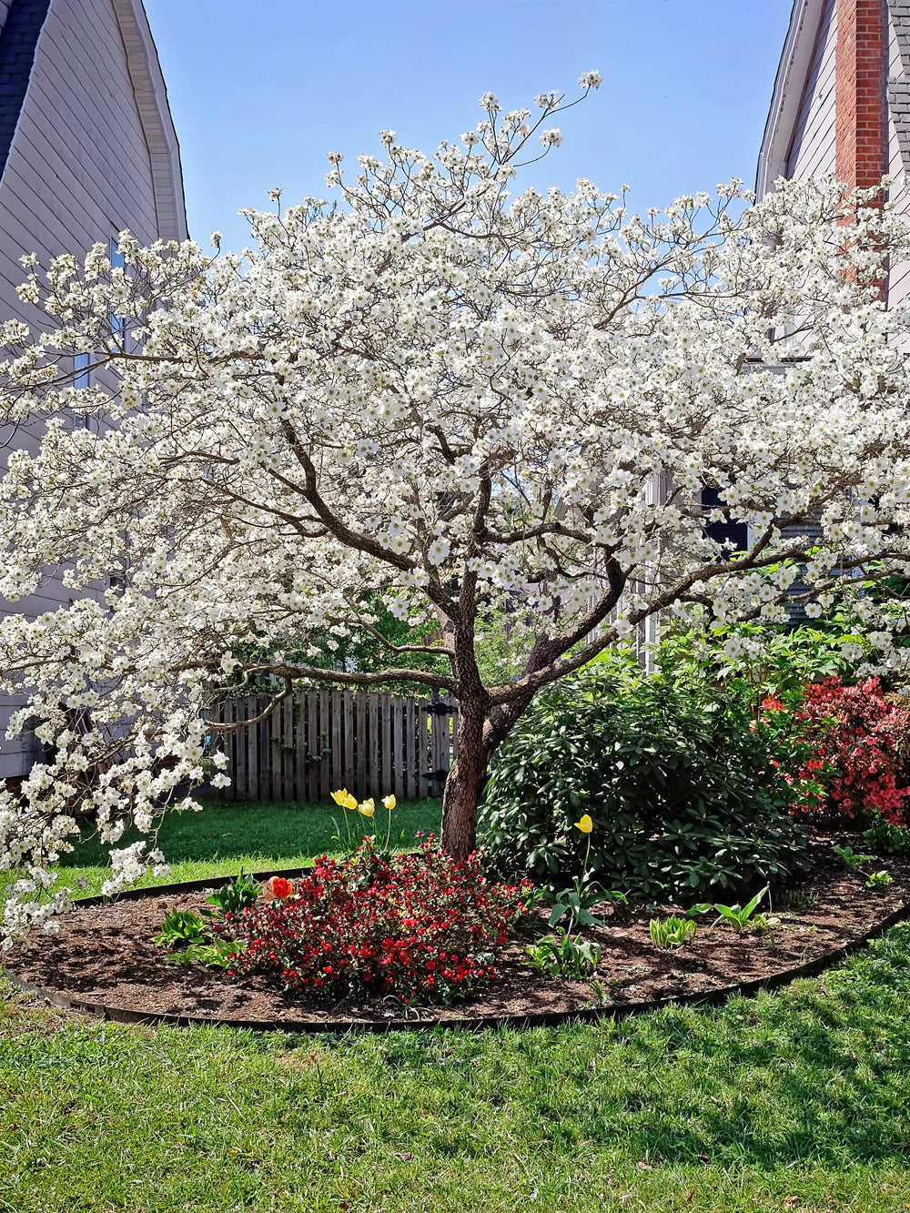Dogwood
