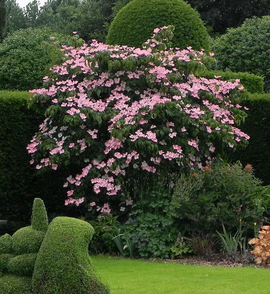 Dogwood 'Satomi'