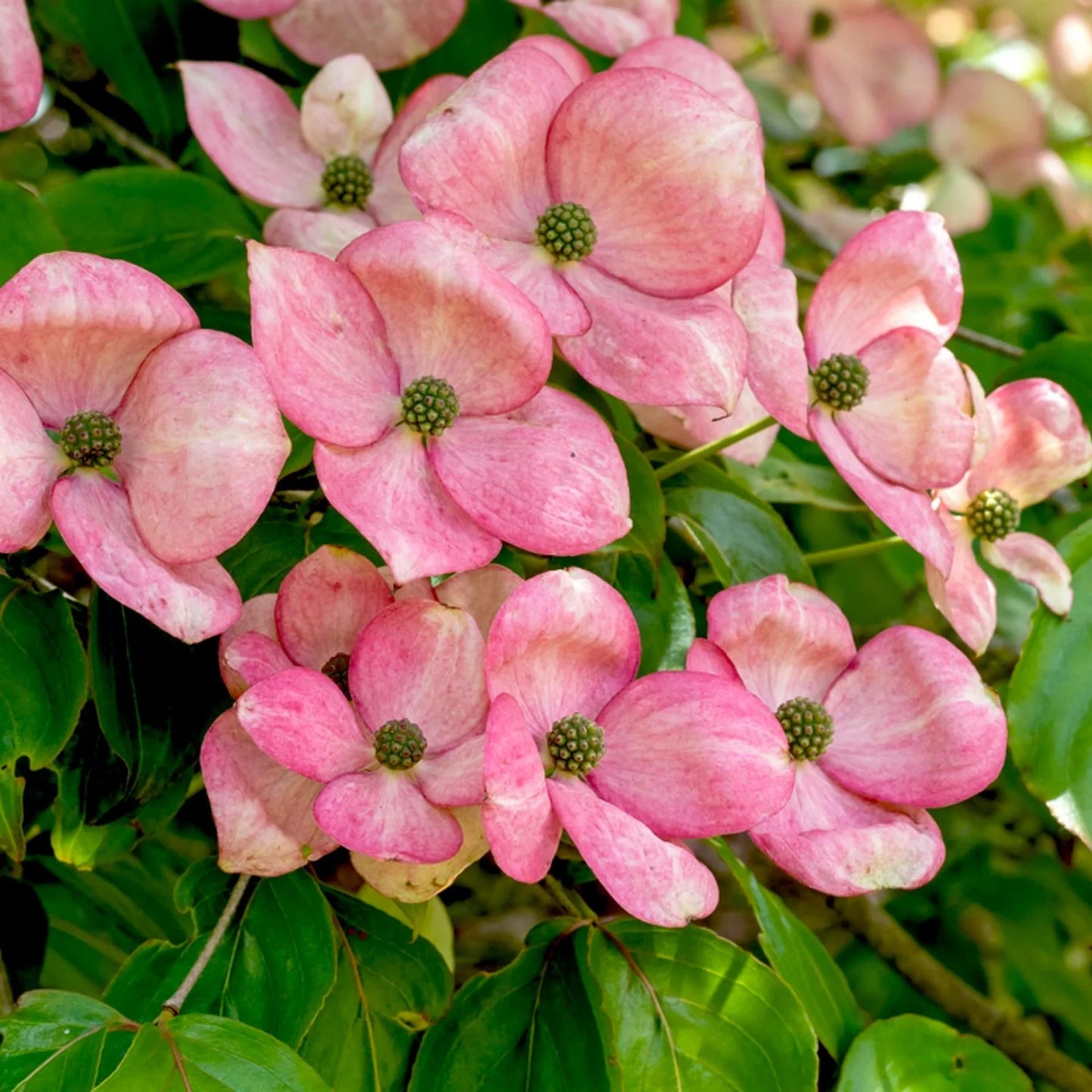 Dogwood 'Satomi'