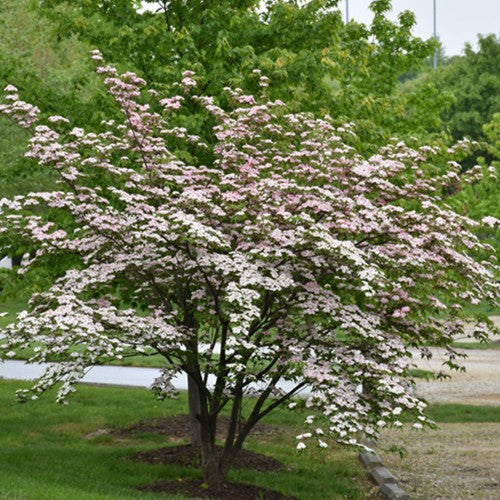 Dogwood 'Stellar Pink®'
