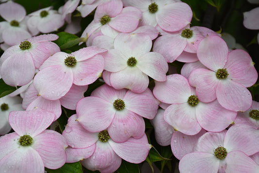 Dogwood 'Stellar Pink®'