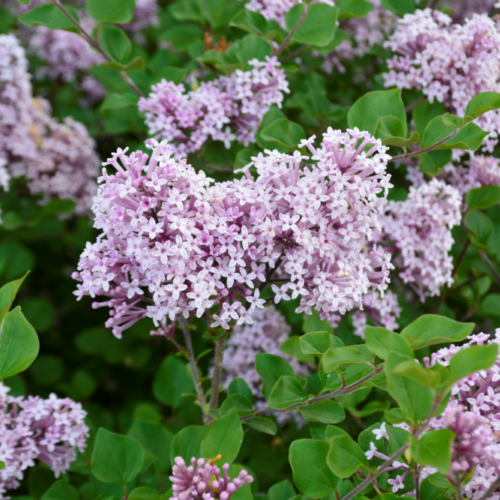 Dwarf Korean Lilac