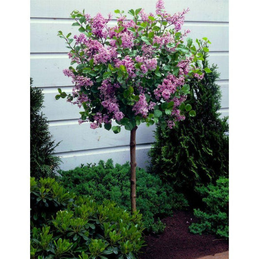 Dwarf Korean Lilac Std