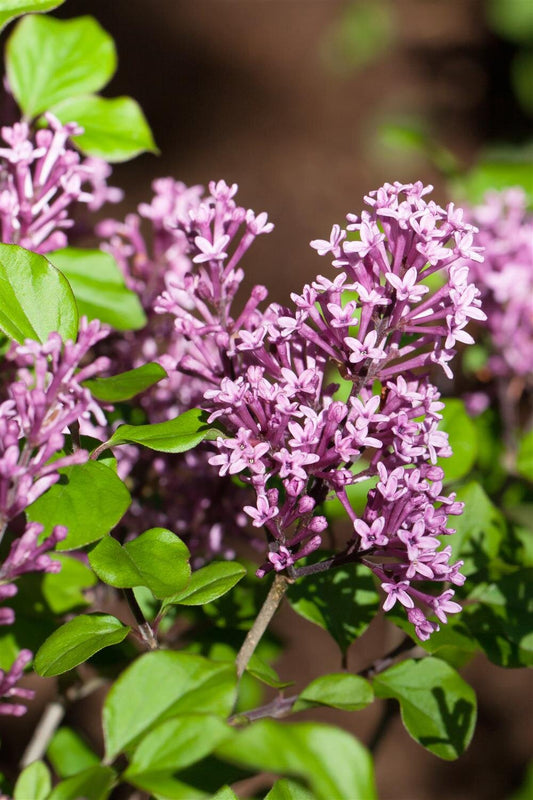 Dwarf Korean Lilac Std