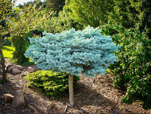 Dwarf Globe Blue Spruce-Tree Form