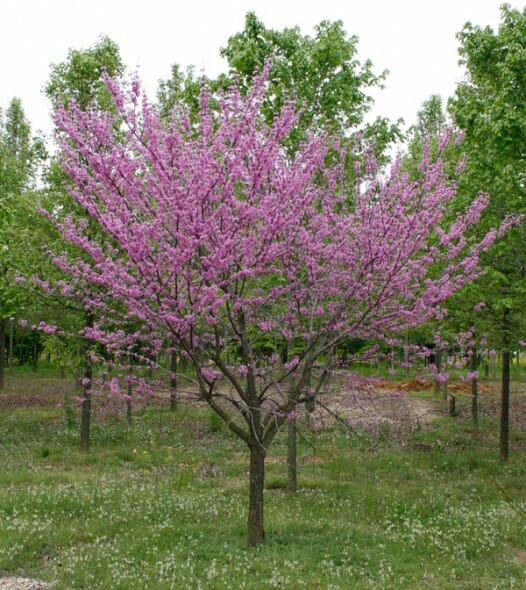 Eastern Redbud Single Stem